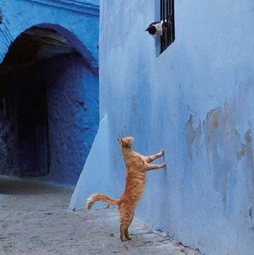 😋 Стикер «Котята» для Telegram