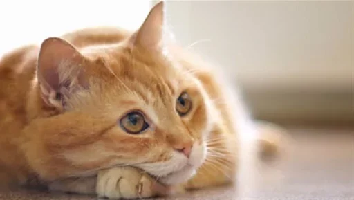 😙 Стикер «Котята» для Telegram