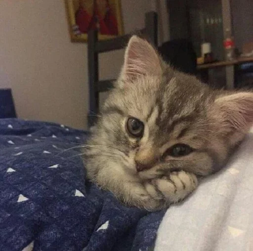 😚 Стикер «Котята» для Telegram
