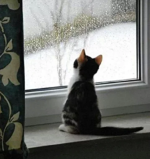 🥰 Стикер «Котята» для Telegram