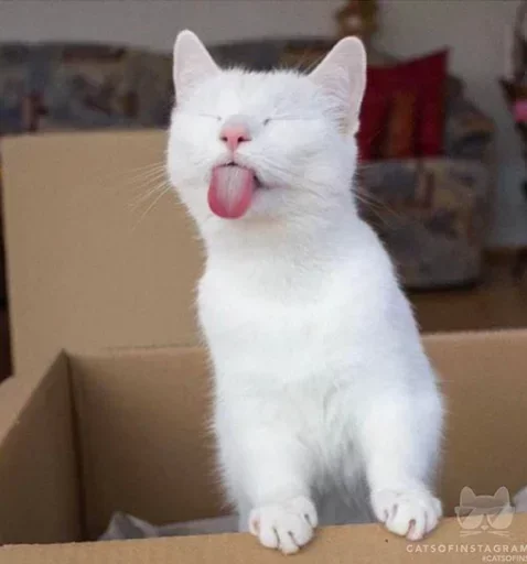 😍 Стикер «Котята» для Telegram