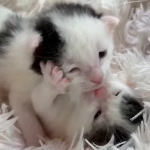 ❤️ Стикер «котятковые» для Telegram