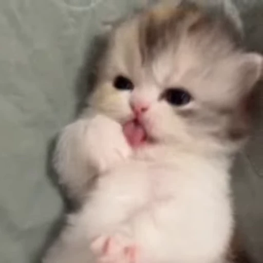 🌟 Стикер «котятковые» для Telegram