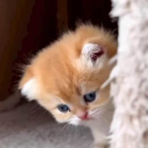 🌟 Стикер «котятковые» для Telegram