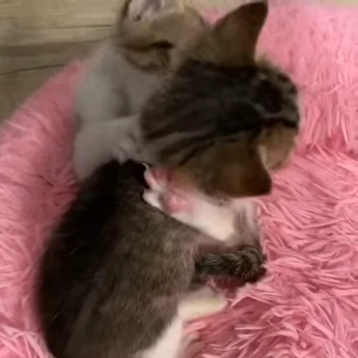 ❤️ Стикер «котятковые» для Telegram