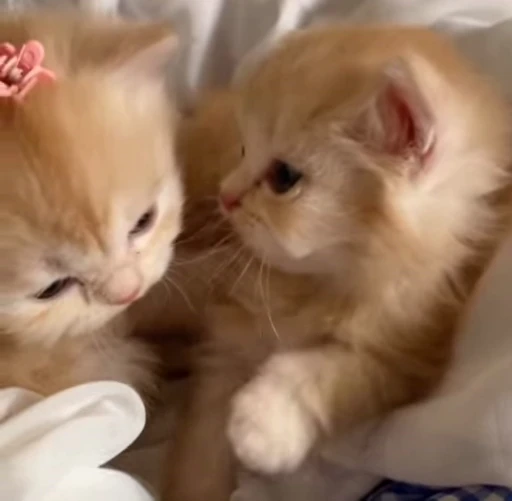 ❤️ Стикер «котятковые» для Telegram