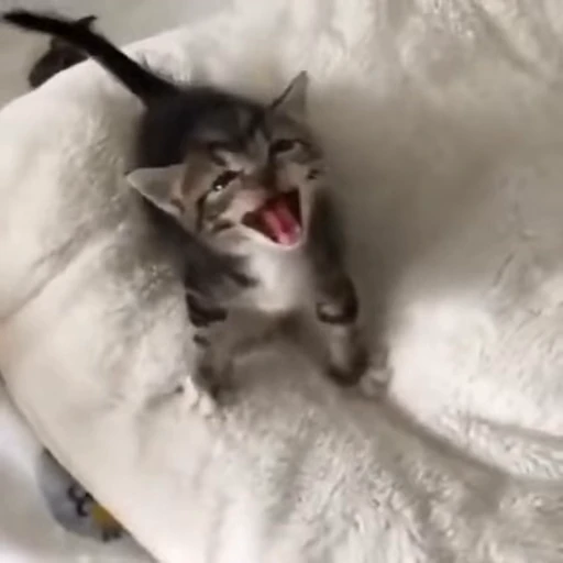 🌟 Стикер «котятковые» для Telegram