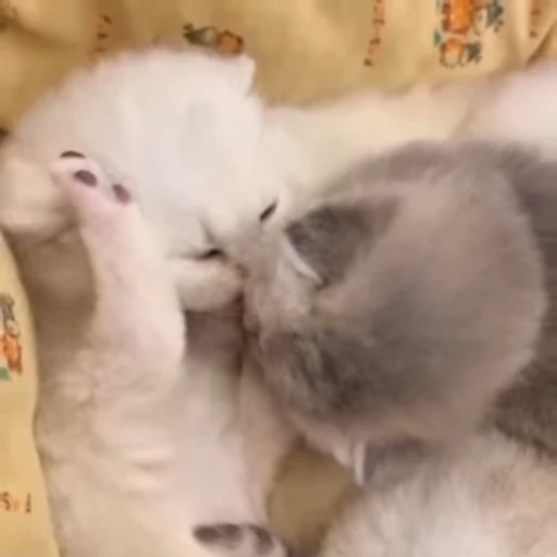 ❤️ Стикер «котятковые» для Telegram