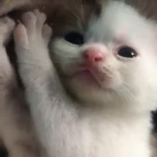 🌟 Стикер «котятковые» для Telegram