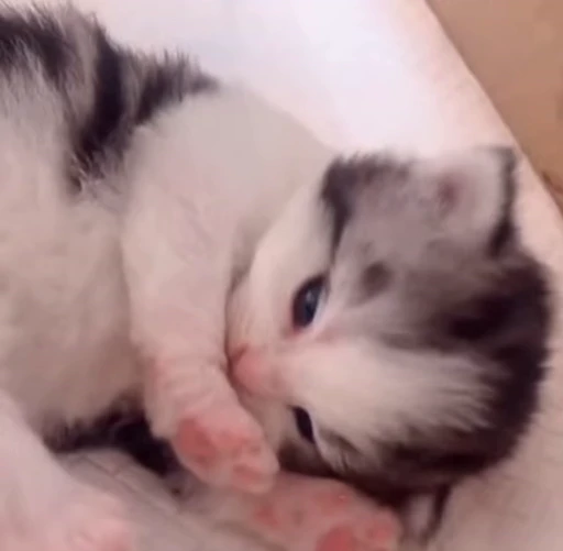 🌟 Стикер «котятковые» для Telegram