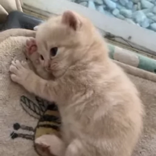 🌟 Стикер «котятковые» для Telegram