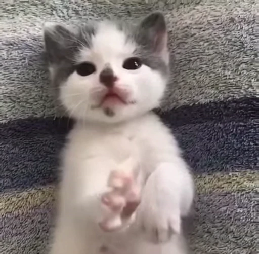 🌟 Стикер «котятковые» для Telegram