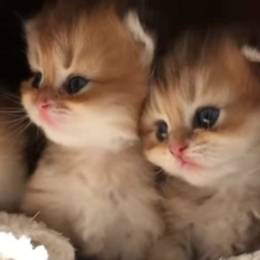 ❤️ Стикер «котятковые» для Telegram