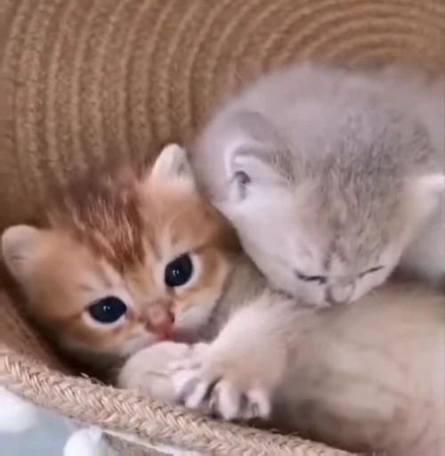 ❤️ Стикер «котятковые» для Telegram