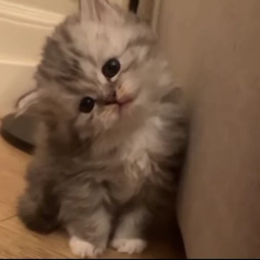 🌟 Стикер «котятковые» для Telegram