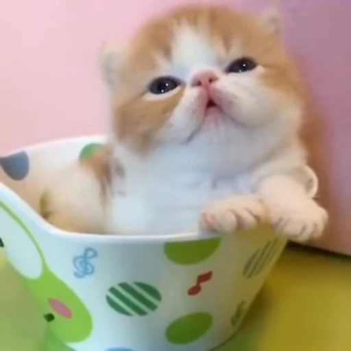 🌟 Стикер «котятковые» для Telegram