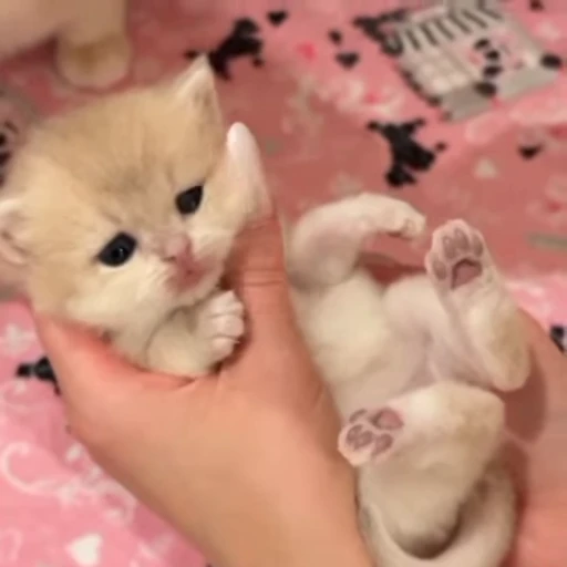 🌟 Стикер «котятковые» для Telegram