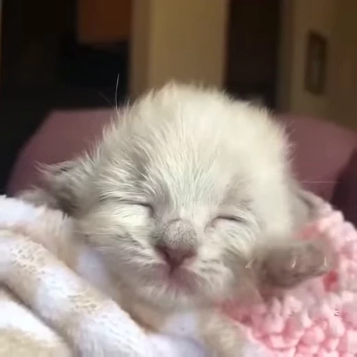 🌟 Стикер «котятковые» для Telegram