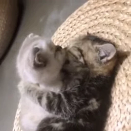 ❤️ Стикер «котятковые» для Telegram