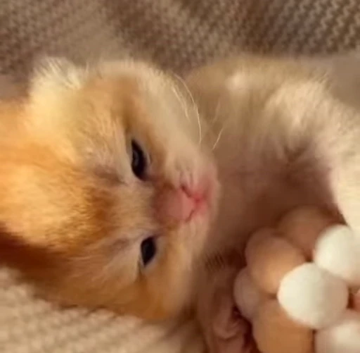 🌟 Стикер «котятковые» для Telegram