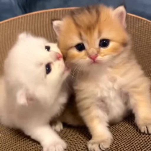 ❤️ Стикер «котятковые» для Telegram