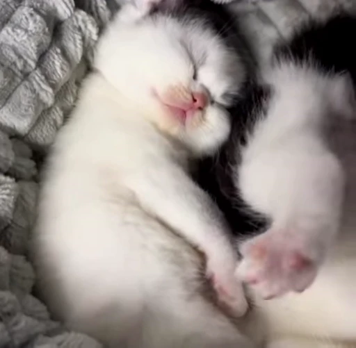 ❤️ Стикер «котятковые» для Telegram