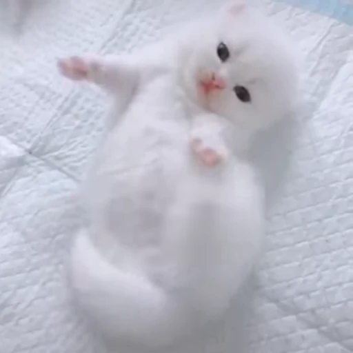 🌟 Стикер «котятковые» для Telegram