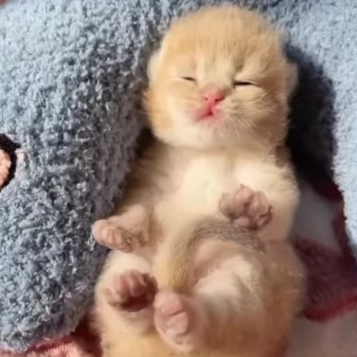 🌟 Стикер «котятковые» для Telegram