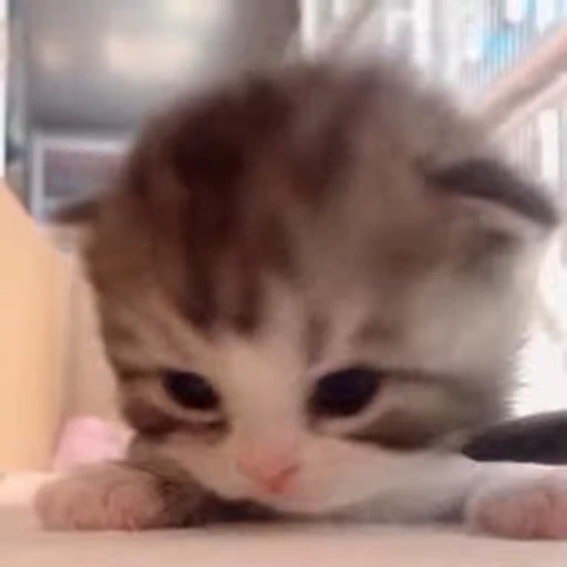 🌟 Стикер «котятковые» для Telegram