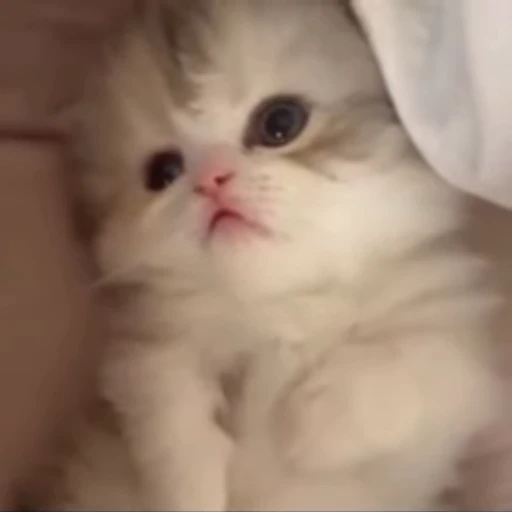 🌟 Стикер «котятковые» для Telegram