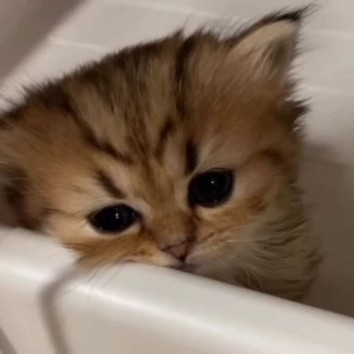 🌟 Стикер «котятковые» для Telegram