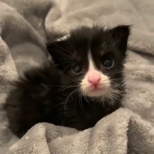 🌟 Стикер «котятковые» для Telegram