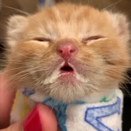 🌟 Стикер «котятковые» для Telegram