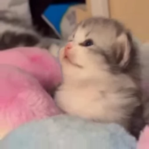 🌟 Стикер «котятковые» для Telegram
