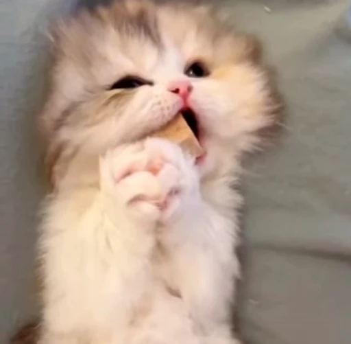 🌟 Стикер «котятковые» для Telegram