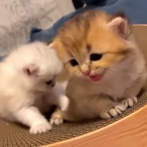 ❤️ Стикер «котятковые» для Telegram