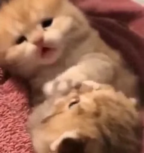 ❤️ Стикер «котятковые» для Telegram