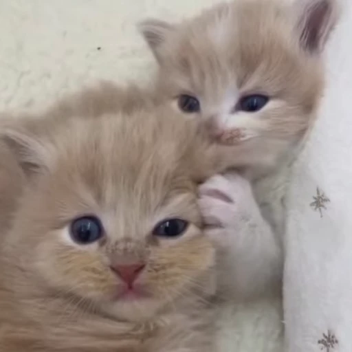 ❤️ Стикер «котятковые» для Telegram