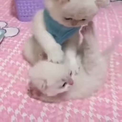 ❤️ Стикер «котятковые» для Telegram
