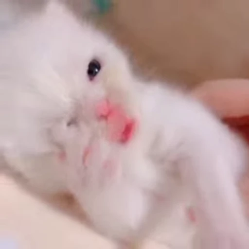 🌟 Стикер «котятковые» для Telegram