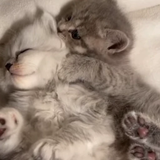❤️ Стикер «котятковые» для Telegram