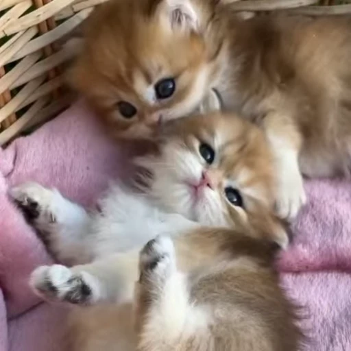 ❤️ Стикер «котятковые» для Telegram