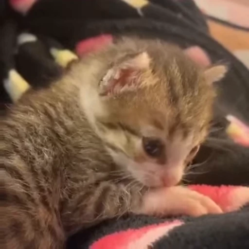 🌟 Стикер «котятковые» для Telegram