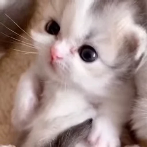 🌟 Стикер «котятковые» для Telegram
