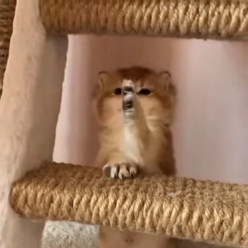 🌟 Стикер «котятковые» для Telegram