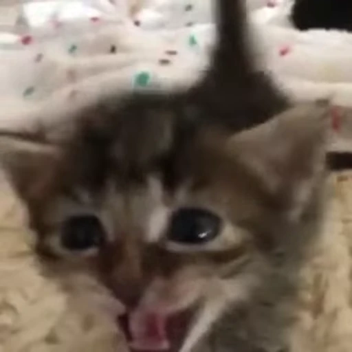 🌟 Стикер «котятковые» для Telegram