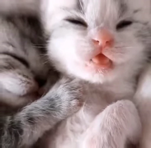 ❤️ Стикер «котятковые» для Telegram