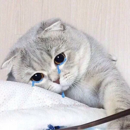 🐱 Стикер «Котявы» для Telegram