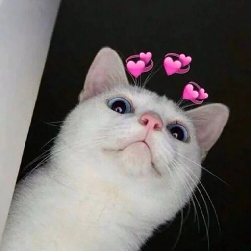 🐱 Стикер «Котявы» для Telegram
