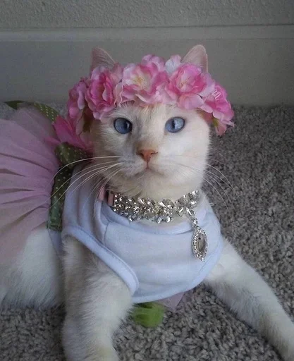 🐱 Стикер «Котявы» для Telegram